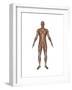 Anatomy of Male Muscular System, Front View-null-Framed Art Print
