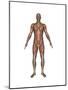 Anatomy of Male Muscular System, Front View-null-Mounted Art Print