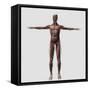 Anatomy of Male Muscular System, Front View-null-Framed Stretched Canvas