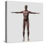 Anatomy of Male Muscular System, Front View-null-Stretched Canvas