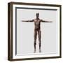 Anatomy of Male Muscular System, Front View-null-Framed Art Print