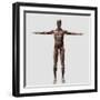 Anatomy of Male Muscular System, Front View-null-Framed Art Print