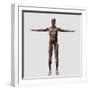 Anatomy of Male Muscular System, Front View-null-Framed Art Print