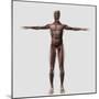 Anatomy of Male Muscular System, Front View-null-Mounted Art Print