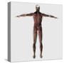 Anatomy of Male Muscular System, Posterior View-null-Stretched Canvas