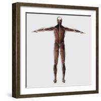 Anatomy of Male Muscular System, Posterior View-null-Framed Art Print