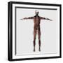 Anatomy of Male Muscular System, Posterior View-null-Framed Art Print