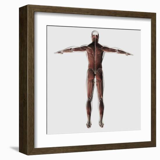 Anatomy of Male Muscular System, Posterior View-null-Framed Art Print