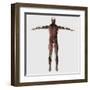 Anatomy of Male Muscular System, Posterior View-null-Framed Art Print