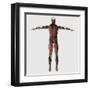 Anatomy of Male Muscular System, Posterior View-null-Framed Art Print