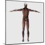 Anatomy of Male Muscular System, Posterior View-null-Mounted Art Print