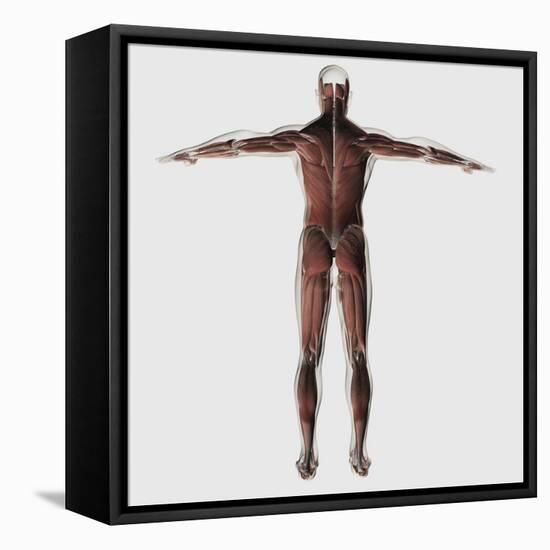 Anatomy of Male Muscular System, Posterior View-null-Framed Stretched Canvas