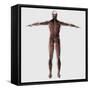 Anatomy of Male Muscular System, Posterior View-null-Framed Stretched Canvas