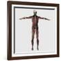 Anatomy of Male Muscular System, Posterior View-null-Framed Art Print