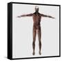 Anatomy of Male Muscular System, Posterior View-null-Framed Stretched Canvas