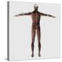 Anatomy of Male Muscular System, Posterior View-null-Stretched Canvas