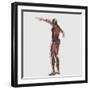 Anatomy of Male Muscular System, Posterior View-null-Framed Art Print