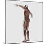 Anatomy of Male Muscular System, Posterior View-null-Mounted Art Print