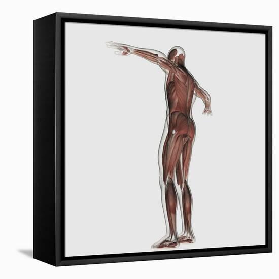 Anatomy of Male Muscular System, Posterior View-null-Framed Stretched Canvas