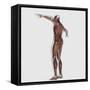 Anatomy of Male Muscular System, Posterior View-null-Framed Stretched Canvas