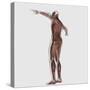 Anatomy of Male Muscular System, Posterior View-null-Stretched Canvas