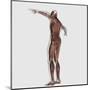 Anatomy of Male Muscular System, Posterior View-null-Mounted Art Print