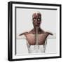 Anatomy of Male Muscular System, Side View-null-Framed Art Print