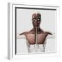 Anatomy of Male Muscular System, Side View-null-Framed Art Print