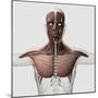 Anatomy of Male Muscular System, Side View-null-Mounted Art Print