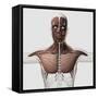 Anatomy of Male Muscular System, Side View-null-Framed Stretched Canvas