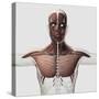 Anatomy of Male Muscular System, Side View-null-Stretched Canvas