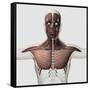 Anatomy of Male Muscular System, Side View-null-Framed Stretched Canvas