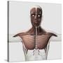 Anatomy of Male Muscular System, Side View-null-Stretched Canvas