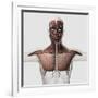 Anatomy of Male Muscular System, Side View-null-Framed Art Print