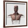 Anatomy of Male Muscular System, Side View-null-Framed Art Print