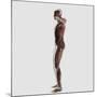 Anatomy of Male Muscular System, Side View-null-Mounted Art Print