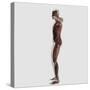 Anatomy of Male Muscular System, Side View-null-Stretched Canvas