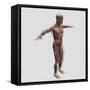 Anatomy of Male Muscular System, Side View-null-Framed Stretched Canvas