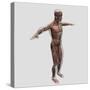 Anatomy of Male Muscular System, Side View-null-Stretched Canvas
