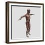 Anatomy of Male Muscular System, Side View-null-Framed Art Print