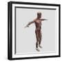 Anatomy of Male Muscular System, Side View-null-Framed Art Print