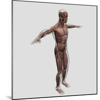 Anatomy of Male Muscular System, Side View-null-Mounted Art Print