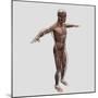 Anatomy of Male Muscular System, Side View-null-Mounted Art Print