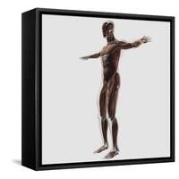Anatomy of Male Muscular System, Side View-null-Framed Stretched Canvas
