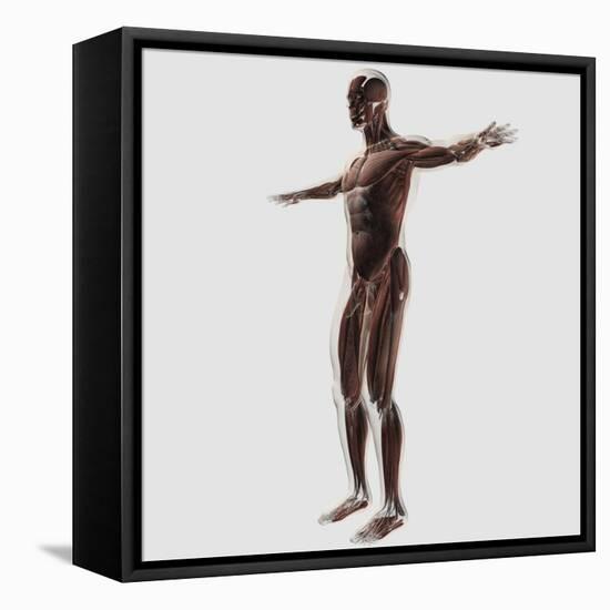 Anatomy of Male Muscular System, Side View-null-Framed Stretched Canvas