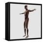 Anatomy of Male Muscular System, Side View-null-Framed Stretched Canvas