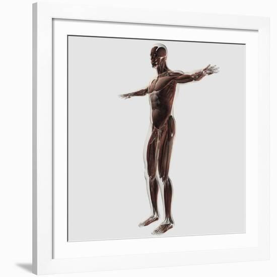 Anatomy of Male Muscular System, Side View-null-Framed Art Print