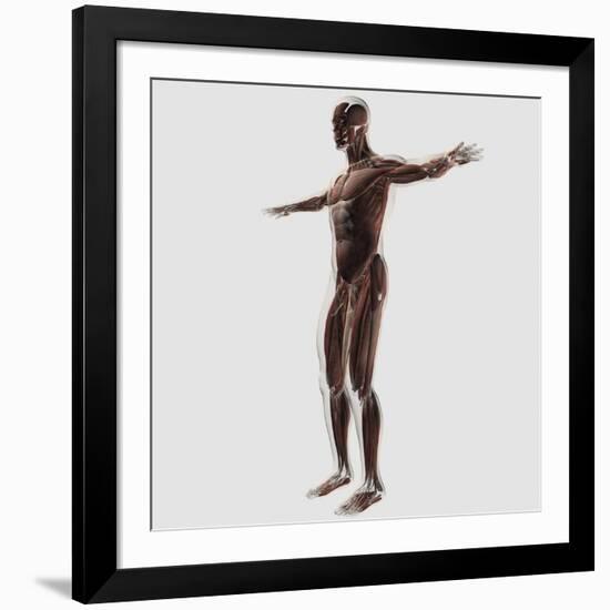 Anatomy of Male Muscular System, Side View-null-Framed Art Print