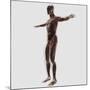 Anatomy of Male Muscular System, Side View-null-Mounted Art Print