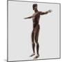 Anatomy of Male Muscular System, Side View-null-Mounted Art Print